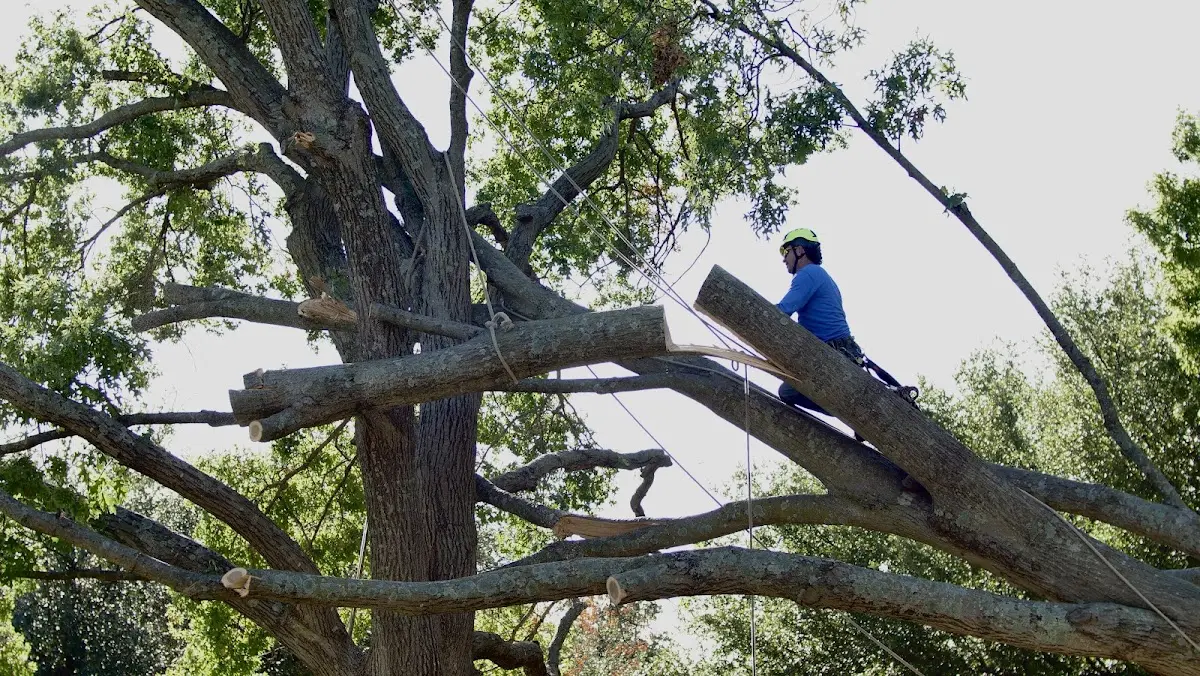 Professional Hazardous Tree Removal performed by certified arborists in Linkwood